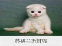云霄县圣之杰网络技术服务部