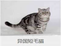 云霄县圣之杰网络技术服务部