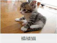 云霄县圣之杰网络技术服务部