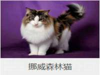 云霄县圣之杰网络技术服务部