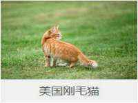 云霄县圣之杰网络技术服务部