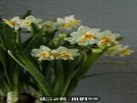 云霄县圣之杰网络技术服务部