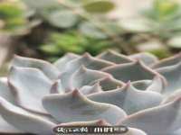 云霄县圣之杰网络技术服务部