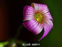 云霄县圣之杰网络技术服务部