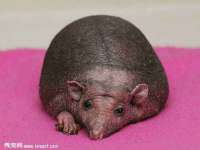 云霄县圣之杰网络技术服务部