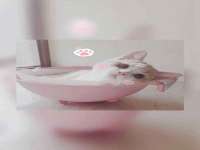 云霄县圣之杰网络技术服务部