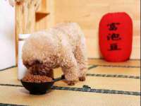 云霄县圣之杰网络技术服务部