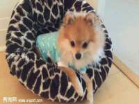 云霄县圣之杰网络技术服务部