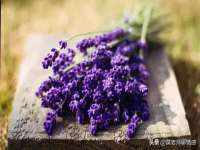 云霄县圣之杰网络技术服务部